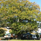 English oak- Cambridge Tree Trust